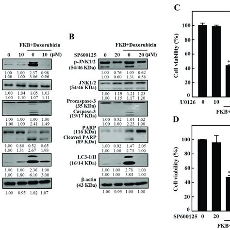 Interaction Between The Apoptosis Induced By Fkbdoxorubicin And Ags