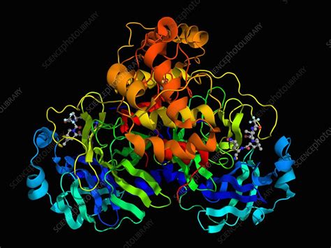 Sars Cov 2 Protease With Inhibitor Molecular Model Stock Image C054 4156 Science Photo