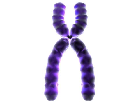 Chromosome 20clipart | Clipart Panda - Free Clipart Images | Chromosome ...