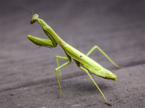 Green Praying Mantis Image Free Stock Photo Public Domain Photo