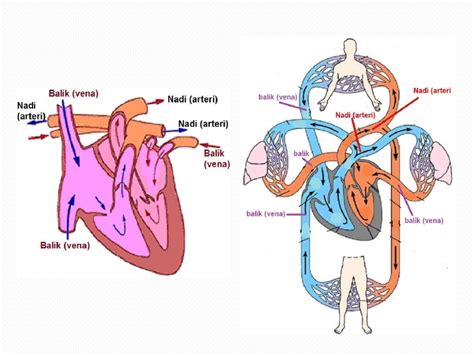 Sebutkan Cara Kerja Otot Jantung Demystifying The Function Of Your