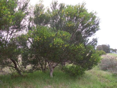 Acacia Uncifolia Coast Wirilda Local Seeds