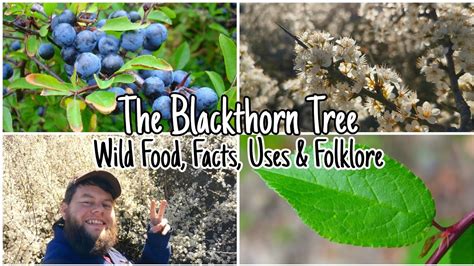 The Blackthorn Tree: Wild Food, Facts, Uses Folklore ???, 59% OFF