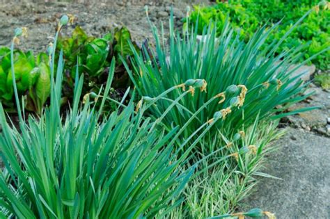 What Is Plant Dormancy? (And 7 Dormant Plant Care Tips) - Smart Garden Guide