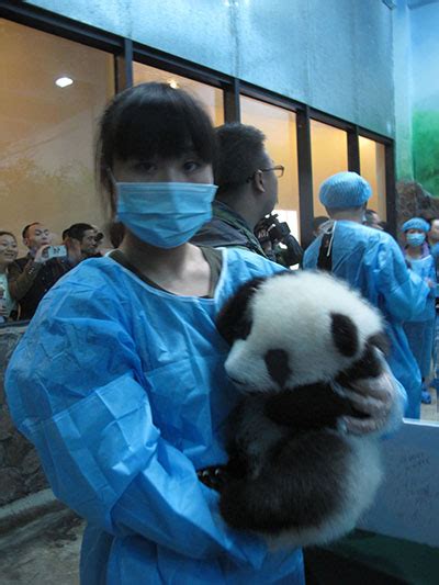 Un Bear Ably Cute Panda Cubs Meet Fans In Sichuan 5 Chinadaily Cn