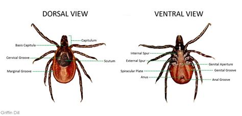 Tick Biology Cooperative Extension Tick Lab University Of Maine