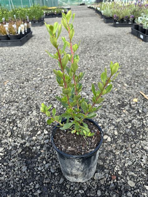 Escallonia 'Apple Blossom' - Horseshoe Bend Nursery