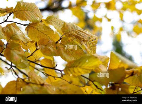 Yellow Leaves In Autumn On Hornbeam Tree Stock Photo Alamy