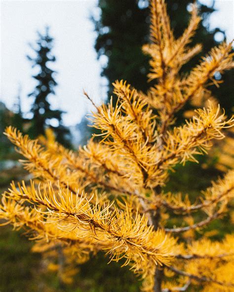 Hiking The Blue Lake Trail In North Cascades National Park — Sky Frost