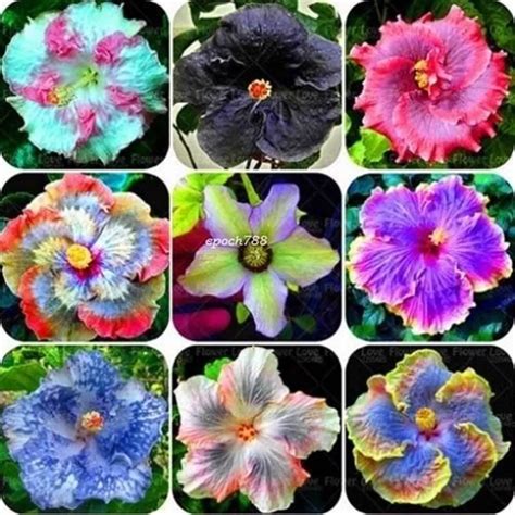 100 PCS Mix Colors Giant Hibiscus Flower Seeds Hardy Home Flower For