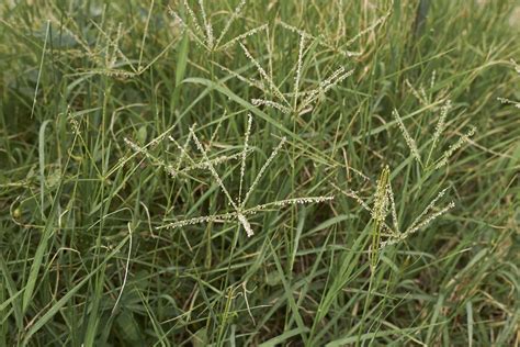 Best Bermuda Grass Killer 877 944 4007 Senske Services