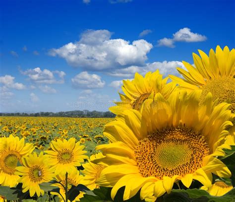 Paisaje De Girasoles En Marco De Los Leafes Imagen De Archivo Imagen