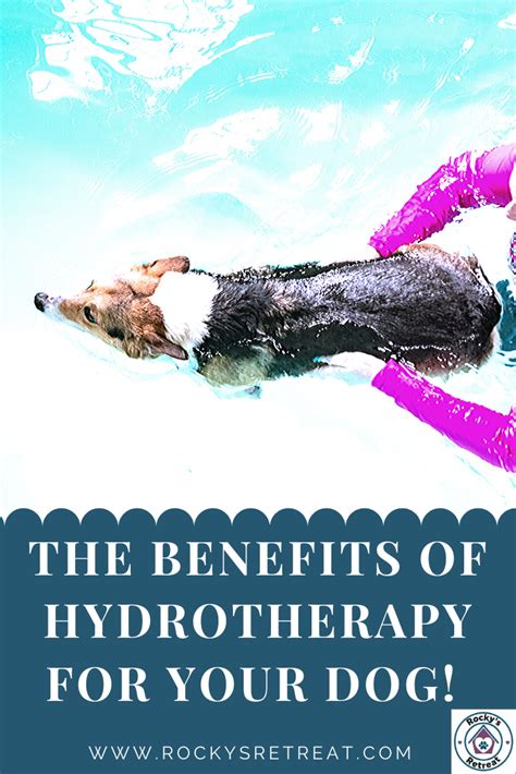 Hydrotherapy for dogs – Artofit