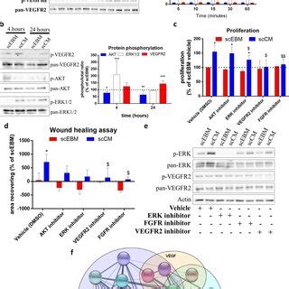 ScCM Promotes In Vitro Angiogenesis Mediated By MAPK And VEGFR2