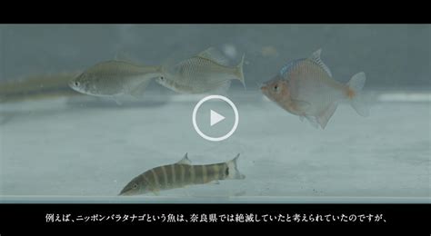 絶滅危惧種の魚を守り、育てる取り組み。 里山ではぐくまれる「ぺたきんの恵み」ブランドとは。｜研究ピックアップ｜「農labo」近畿大学農学部の