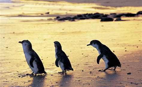 Unveiling The Wonders Of Penguin Watching On Bruny Island Tasmania