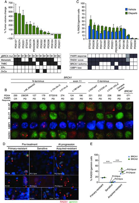 Homologous Recombination Repair Markers And Parpi Response A Download Scientific Diagram