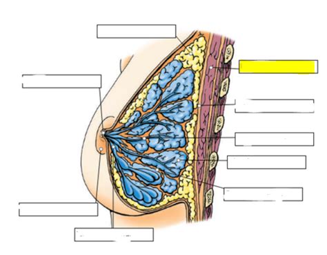 The Breast Axilla And Muscles That Act On The Shoulder And Elbow