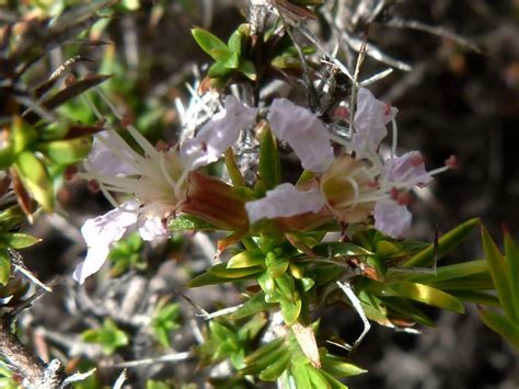 Flora mendocina