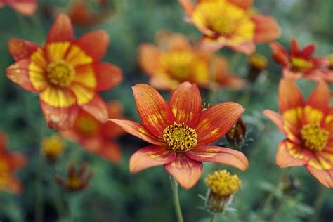 Flowers Asteracea Garden - Free photo on Pixabay