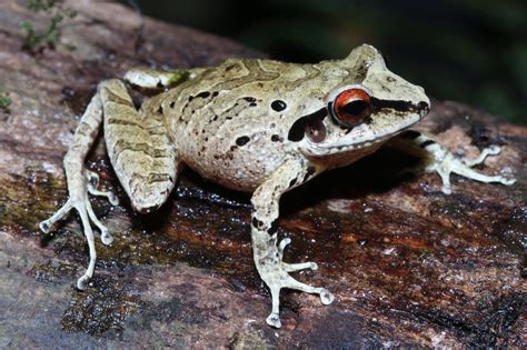 Tympanum Frog