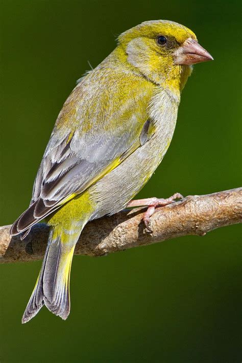 Greenfinch Canary Birds Beautiful Birds Greenfinch