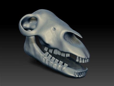 Camel Skull 3d Model Cgtrader