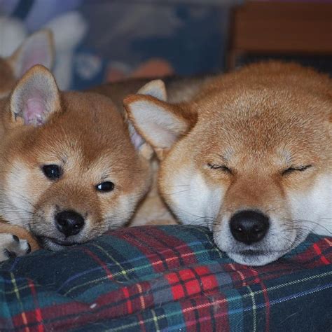 Pin on Shiba Inu Puppies!!