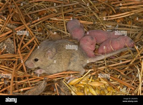 House Mouse Mus Musculus House Mice Mice Mouse Rodents Mammals