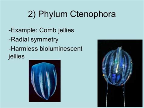 Marine invertebrates