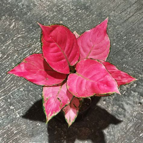 Jual Aglonema Pink Catrina Dewasa Daun Up Shopee Indonesia