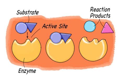 Active site | Definition, Significance & Examples