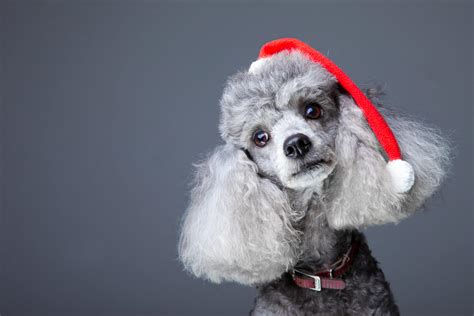 The Twelve Breeds Of Christmas The Poodle Tevra Pet