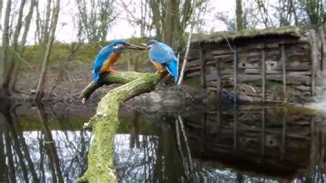 Beleef De Lente Vroege Vogels Bnnvara