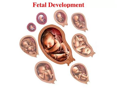 Ppt Fetal Development Powerpoint Presentation Free Download Id5237876