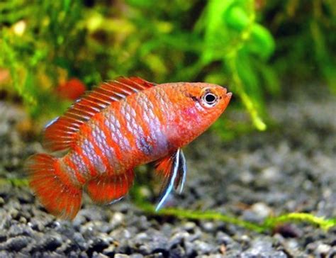 Black Ruby Barb Tropical Fish | Arizona Aquatic Gardens