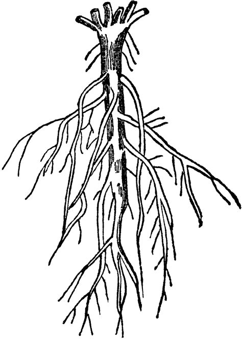 Branching Root | ClipArt ETC