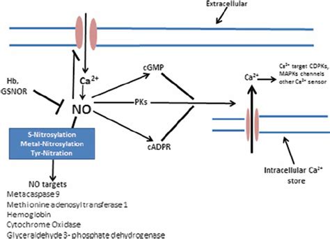 11 Nitric Oxide Signaling In Plant Cells No Convey Its Effects