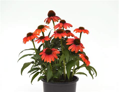 Sombrero Poco Hot Coral Echinacea Bloomables