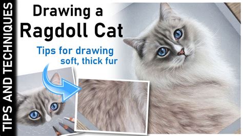 Drawing A Ragdoll Cat In Pastels How To Draw Soft Thick Fur Youtube