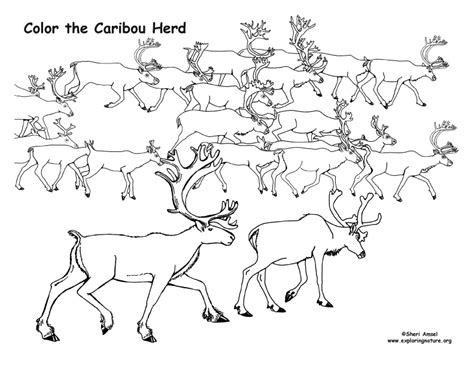 Caribou Herd Coloring Nature