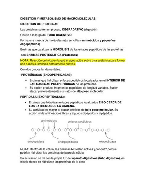 Digestión y Metabolismo de Proteínas vanessa alexandra bertel jarava