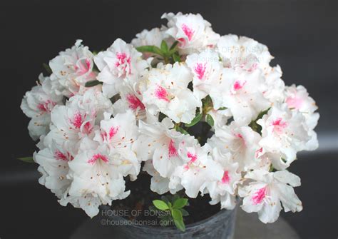 Rutherford Hybrid Azalea White Prince Pre Bonsai Tree 1 Gallon