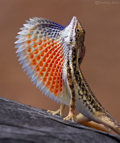 Fan Throated Lizard Sitana Marudhamneydhal Lizard Cute Reptiles