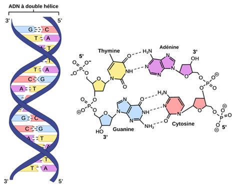 La Structure De L ADN Labster Theory