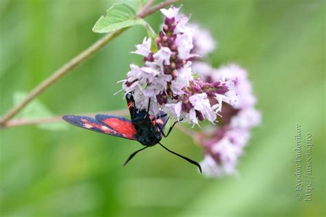 Photo Zygaena Ephialtes