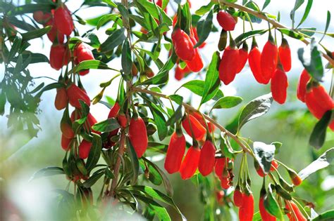 Comment Planter Et Cultiver Un Arbuste De Baies De Goji