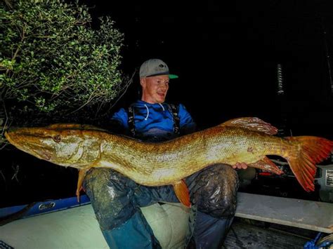 Record brochet un poisson de 140 cm capturé en compétition Peche et