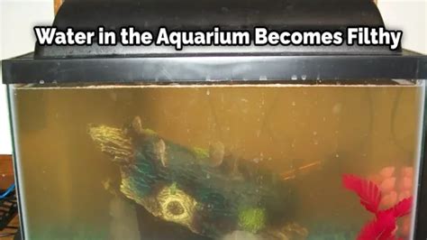 How To Clean Aquarium Gravel Without Removing Water A Step By Step