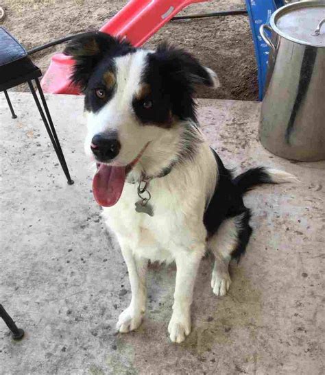 REHOMED - Austin TX - Border Collie Puppy For Adoption - Meet Percy